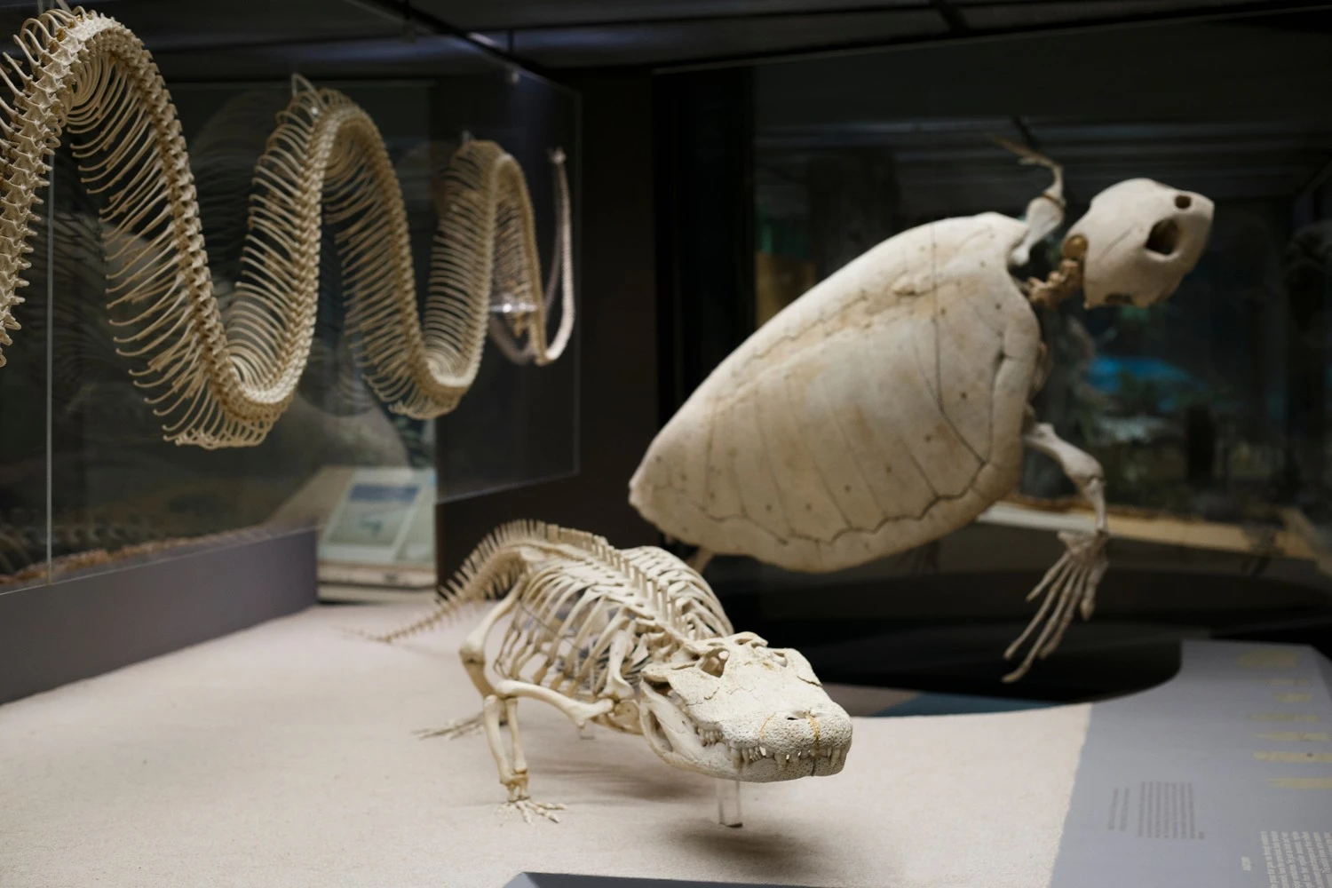 5 Must-See Things at the American Museum of Natural History